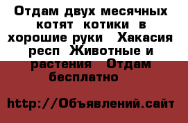 Отдам двух месячных котят (котики) в хорошие руки - Хакасия респ. Животные и растения » Отдам бесплатно   